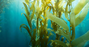 Seaweed: A New Star of Sustainable Skincare
